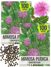 Seed Needs sensitive plant seeds show pink blooms and touch-responsive leaves