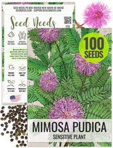 Seed Needs Sensitive Plant seeds show pink blooms and vibrant leaves for a striking display.