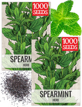 Seed Needs Spearmint seed packet front showing mint illustration for kitchen herb gardening