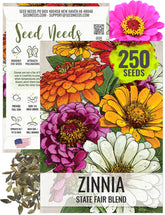 Seed Needs State Fair Zinnia bloom closeup showing vibrant petals for garden color