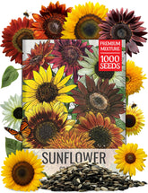 Seed Needs Original Crazy Blend sunflower seeds 1oz for vibrant multicolor blooms and pollinator appeal