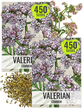 Seed Needs valerian seeds packaging with sowing instructions for home herb garden.