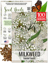 Seed Needs milkweed seeds white Asclepias incarnata flowers close-up, attracting pollinators.