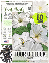 Seed Needs White Four Oclock bloom with trumpet flowers in late afternoon light for garden charm.