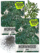 Seed Needs Wormwood seeds packet front view for home gardening.