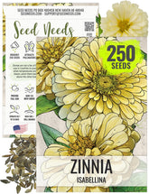Seed Needs yellow Isabellina zinnia seeds packet showing open-pollinated potential for vibrant gardens.