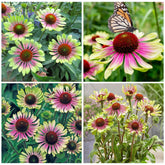 Seed Twister Coneflower curled-petals bloom adds dramatic border color for garden paths.