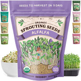 Seedboy alfalfa sprouts in a jar ready for a crunchy, nutritious snack.
