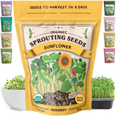 Seedboy Black Oil Sunflower Sprouting Seeds in a jar for quick, crisp greens.
