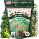 Seedboy broccoli sprouting seeds in a jar for quick greens.