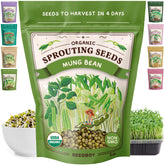 Seedboy mung bean seeds jar sprouting in a kitchen for quick sprouts