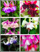 Seeds Of Strength 100-pcs fuchsia seeds pack for easy perennial garden planting.