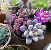 Seeds Of Strength 100-pcs mix front view, ideal for beginner indoor succulent growing