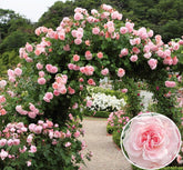 Seeds Of Strength 100 pink climbing rose seeds ready for spring planting