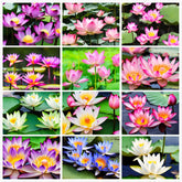 Seeds Of Strength: 30 mixed miniature water lily seeds ready for bowls or ponds.