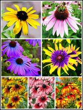 Seeds Of Strength 5g mixed Black-Eyed Susan seeds offer easy, vibrant garden color.