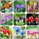 Seeds Of Strength bleeding heart mixed seeds on label for shade gardens