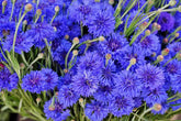 Seeds Of Strength blue cornflower blooms rising tall for cutting and bouquets