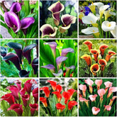 Seeds Of Strength Calla Lily seeds pack close-up for home garden beautification.