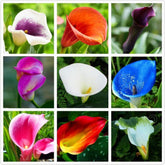 Seeds Of Strength Calla Lily seeds pack for vibrant borders in your garden.