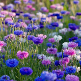 Seeds Of Strength cornflower seeds sowing for vibrant garden blooms