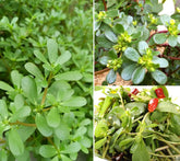 Seeds Of Strength Golden Purslane seeds pack closeup for easy balcony gardening