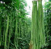 Seeds Of Strength green snake yard long beans pods ready for fresh harvest in stir-fries