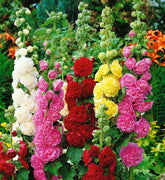 Seeds Of Strength hollyhock carnival mix bloom for vibrant cottage garden borders.