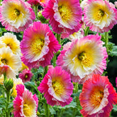 Seeds Of Strength hollyhock carnival pink bloom adds vibrant color to borders.