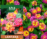 Seeds Of Strength lantana bloom close-up for vibrant garden color.