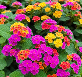 Seeds Of Strength lantana seeds: colorful blooms brighten borders and summer color