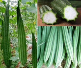 Seeds Of Strength long angled luffa seeds pack 30 promote robust growth for a thriving garden.