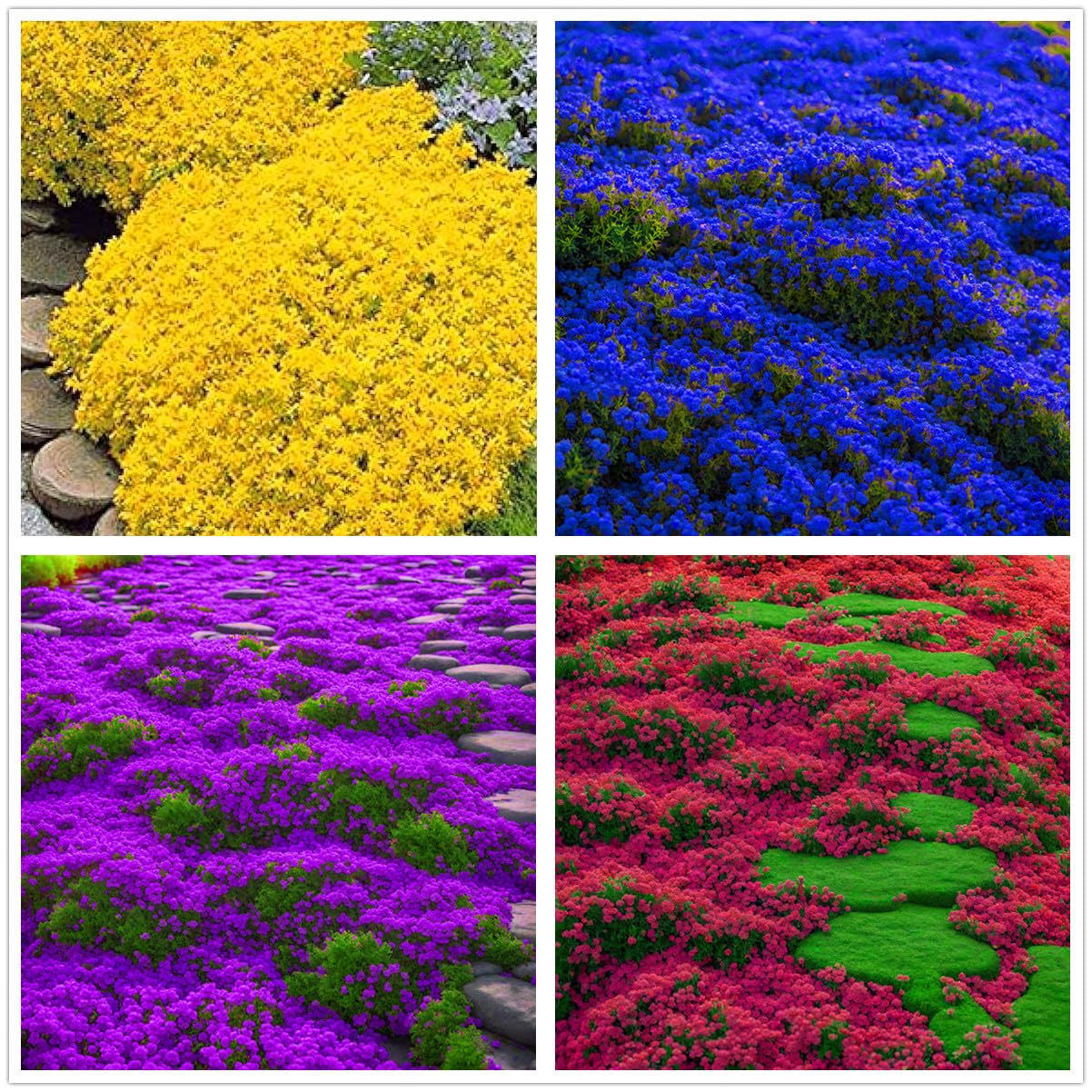 Seeds Of Strength Magic Carpet Creeping Thyme seed bag showing ground cover potential.