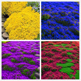 Seeds Of Strength Magic Carpet Creeping Thyme seed bag showing ground cover potential.