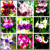 Seeds Of Strength mixed fuchsia seeds for perennial bonsai with vibrant blooms