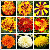 Seeds Of Strength mixed marigold seeds in packaging for easy planting and home decor.