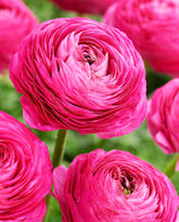 Seeds Of Strength mixed peony ranunculus bulbs pink bloom: vibrant color for borders and bouquets.