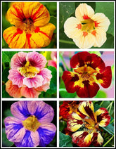 Seeds Of Strength nasturtium seed pack front view for easy color in your garden