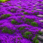 Seeds Of Strength purple creeping thyme seeds in packet, ideal ground cover for borders.