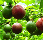 Seeds Of Strength purple passion fruit seeds pack for home garden