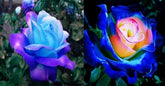 Seeds Of Strength rare lavender-hued pink rose seeds packet for balcony gardening, ideal for beginners.