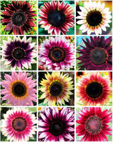 Seeds Of Strength rare strawberry pink sunflower seeds brighten borders and attract pollinators.