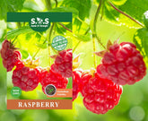 Seeds Of Strength raspberry seeds pack ready for home planting