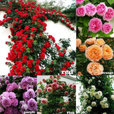Seeds Of Strength rose climbing seeds for vibrant climbers in sunny gardens.
