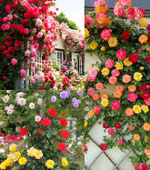 Seeds Of Strength pink climbing rose seed packets for outdoor planting and vibrant climbers.