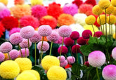 Seeds Of Strength snowball mums bloom in a tight spherical cluster for dramatic autumn color.