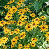 Seeds2Go Black-Eyed Susan seeds pack for sunny, drought-tolerant gardens.