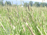 Seeds2Go Climax Timothy seeds pack for dependable forage and long-term pasture.