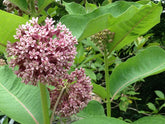 Seeds2Go common milkweed seeds pack 100 in bloom attracts pollinators and supports monarchs.