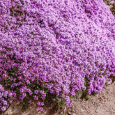 Seeds2Go creeping thyme forms dense ground cover with fragrant foliage for sunny borders
